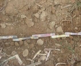 Trồng mía Thí nghiệm lượng bón K Sinh trưởng của mía Thí nghiệm lượng bón 3