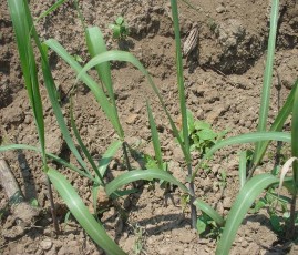 Trồng mía Thí nghiệm lượng bón K Sinh trưởng của mía Thí nghiệm lượng bón 4