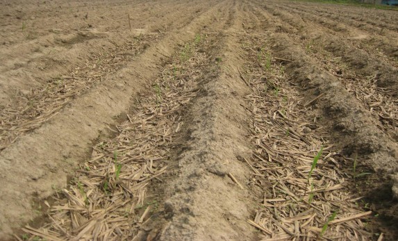 Vùi trả lại ngọn lá mía trong mô hình quản lý bền vững K Kết quả ở bảng 1