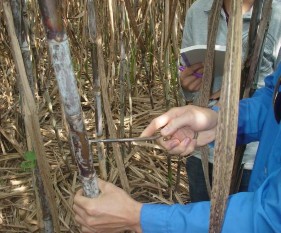 Lấy mẫu đo độ đường của thí nghiệm lượng bón K Thiết bị Brix kế đo 2