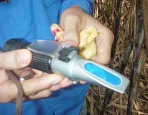 Lấy mẫu đo độ đường của thí nghiệm lượng bón K Thiết bị Brix kế đo 3