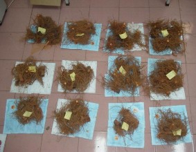 Xử lý mẫu gốc rễ thí nghiệm khả năng cung cấp K Xử lý mẫu thân của thí 4