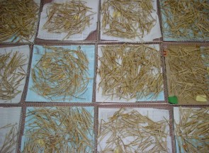 Xử lý mẫu gốc rễ thí nghiệm khả năng cung cấp K Xử lý mẫu thân của thí 5