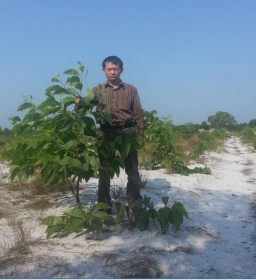 Hình 4 5 Mô hình khuyến lâm Loài cây Keo lá liềm 2 tuổi Hình 4 6 Mô hình đại 10