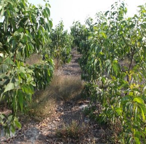 Hình 4 7 MH khuyến lâm được chăm sóc bón phân Hình 4 8 MH đại trà không 11