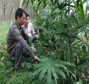 Hình 4 9 Mô hình khuyến lâm Loài cây Mây nếp 4 tuổi Hình 4 10 Mô hình đại 13