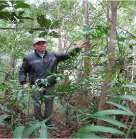 Hình 4 9 Mô hình khuyến lâm Loài cây Mây nếp 4 tuổi Hình 4 10 Mô hình đại 14