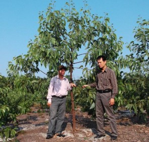 Hình 4 5 Mô hình khuyến lâm Loài cây Keo lá liềm 2 tuổi Hình 4 6 Mô hình đại 9