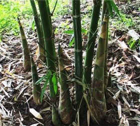 Hình 4 11 Mô hình khuyến lâm Hình 4 12 Mô hình đại trà Đối với mô 1