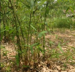 Hình 4 11 Mô hình khuyến lâm Hình 4 12 Mô hình đại trà Đối với mô 2