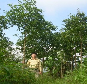 Hình 4 13 Mô hình khuyến lâm Loài cây Bời lời 3 tuổi Hình 4 14 Mô hình đại 3