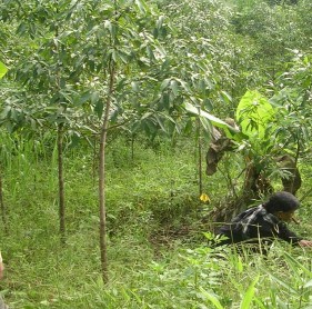 Hình 4 13 Mô hình khuyến lâm Loài cây Bời lời 3 tuổi Hình 4 14 Mô hình đại 4