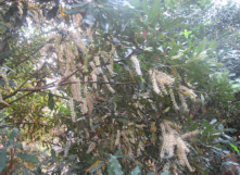 Hình 4 3 Hoa Mắc ca tại Cẩm Quỳ ca thường mọc từ trong tán lá không mọc ở 1