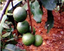 Hình 4 4 Quả Mắc ca quả Vỏ quả gồm 2 lớp lớp ngoài bóng lớp áo trong 2