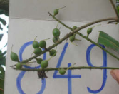 Hình 4 5 Phát triển của quả Mắc ca dòng 849 theo thời gian Kết quả theo dõi 1