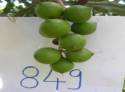 Hình 4 5 Phát triển của quả Mắc ca dòng 849 theo thời gian Kết quả theo dõi 2