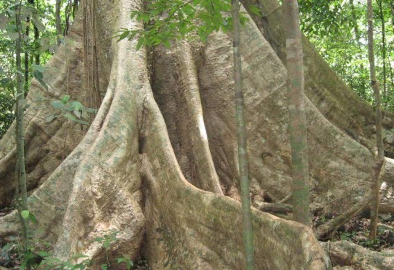 Hình 4 5 Gốc cây cổ thụ tại VQG Cát Tiên Hình 4 6 Cây Gõ đỏ Bác Đồng tại 114