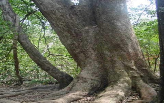 Hình 4 6 Cây Gõ đỏ Bác Đồng tại VQG Cát Tiên 100 Hình 4 7 Rừng thuần loài 115