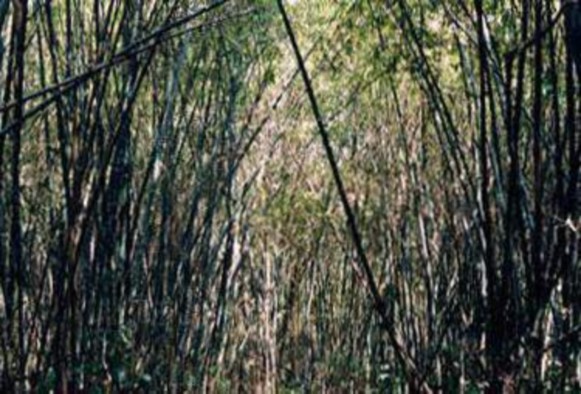 Hình 4 7 Rừng thuần loài tre nứa VQG Cát Tiên Hình 4 8 Rừng kín thường xanh VQG 116