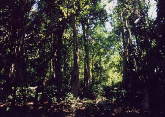 Hình 4 8 Rừng kín thường xanh VQG Cát Tiên 101 117