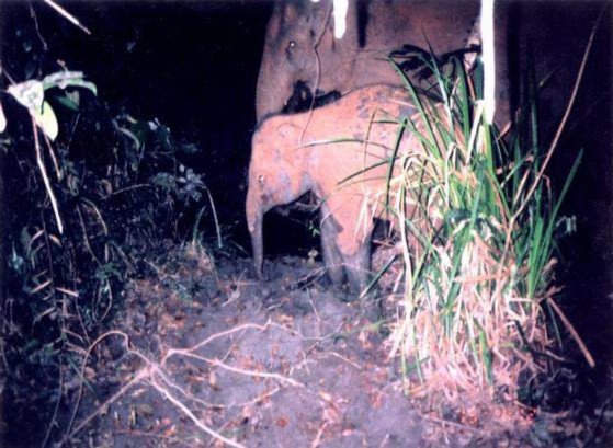 Hình 4 10 Quần thể Voi Châu Á tại VQG Cát Tiên 102 Hình 4 11 Sinh cảnh Bàu Sấu 2