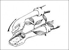 Hình 4 15 Kỹ thuật cắt bỏ vỏ bầu nguồn dự án KfW6 Trồng cây nhất 5