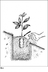 Dùng cuốc tạo một lỗ giữa hố 1 lỗ nhỏ có chiều sâu bằng chiều cao bầu 6