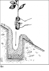 Dùng cuốc tạo một lỗ giữa hố 1 lỗ nhỏ có chiều sâu bằng chiều cao bầu 7