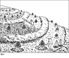 Loại phân và liều lượng tương tự như đối với trước khi trồng rừng 8