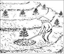 Hình 4 17 Kỹ thuật chăm sóc rừng trồng nguồn dự án Bảo vệ rừng trồng 9