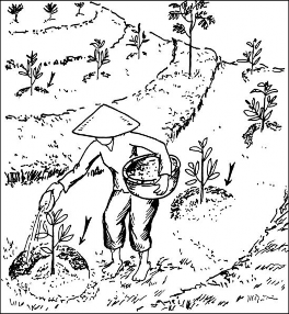 Hình 4 18 Kỹ thuật bón phân nguồn dự án KfW6 Loại phân Phân vi sinh hữu cơ 1