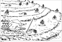 Phát dọn trên băng trồng cây Phát dọn dây leo cây bụi cỏ dại cây phi 2