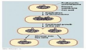  Bài toán 1 8 Tạm gọi là bài toán VI KHUẨN E COLI Sách bài tập Sinh học 10 11