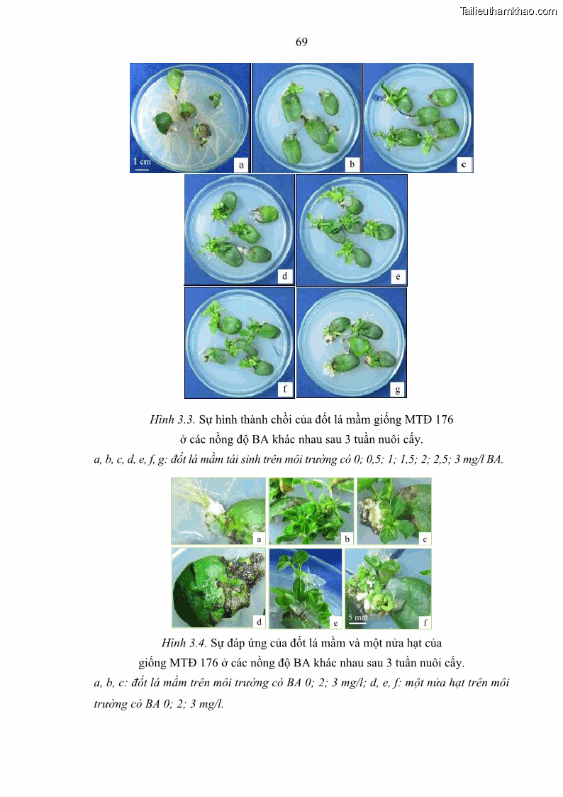 Luận án tiến sĩ công nghệ sinh học Nghiên cứu tạo cây đậu tương Glycine max L. biến đổi gen có khả năng tổng hợp astaxanthin chuyên biệt ở hạt - 11 Trang 81