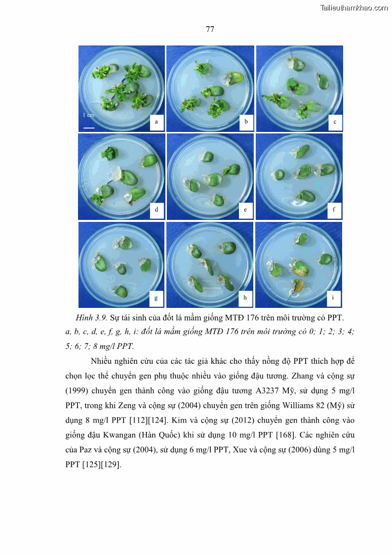 Luận án tiến sĩ công nghệ sinh học Nghiên cứu tạo cây đậu tương Glycine max L. biến đổi gen có khả năng tổng hợp astaxanthin chuyên biệt ở hạt - 12 Trang 89