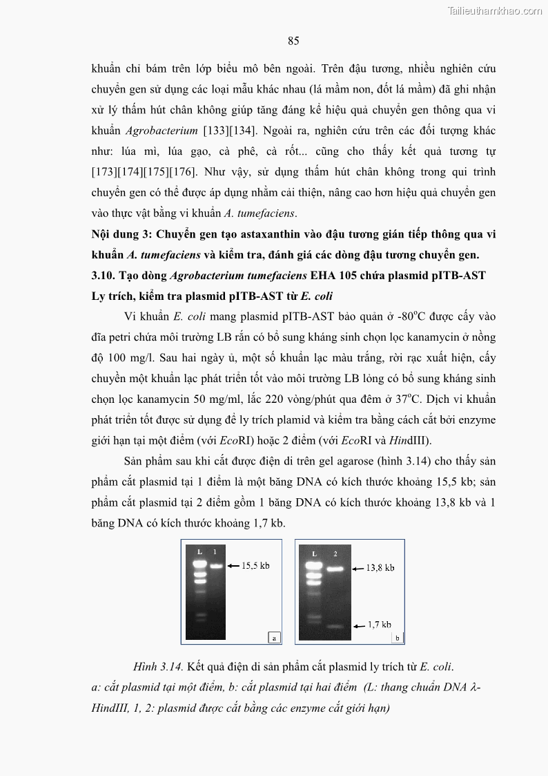 Luận án tiến sĩ công nghệ sinh học Nghiên cứu tạo cây đậu tương Glycine max L. biến đổi gen có khả năng tổng hợp astaxanthin chuyên biệt ở hạt - 13 Trang 97