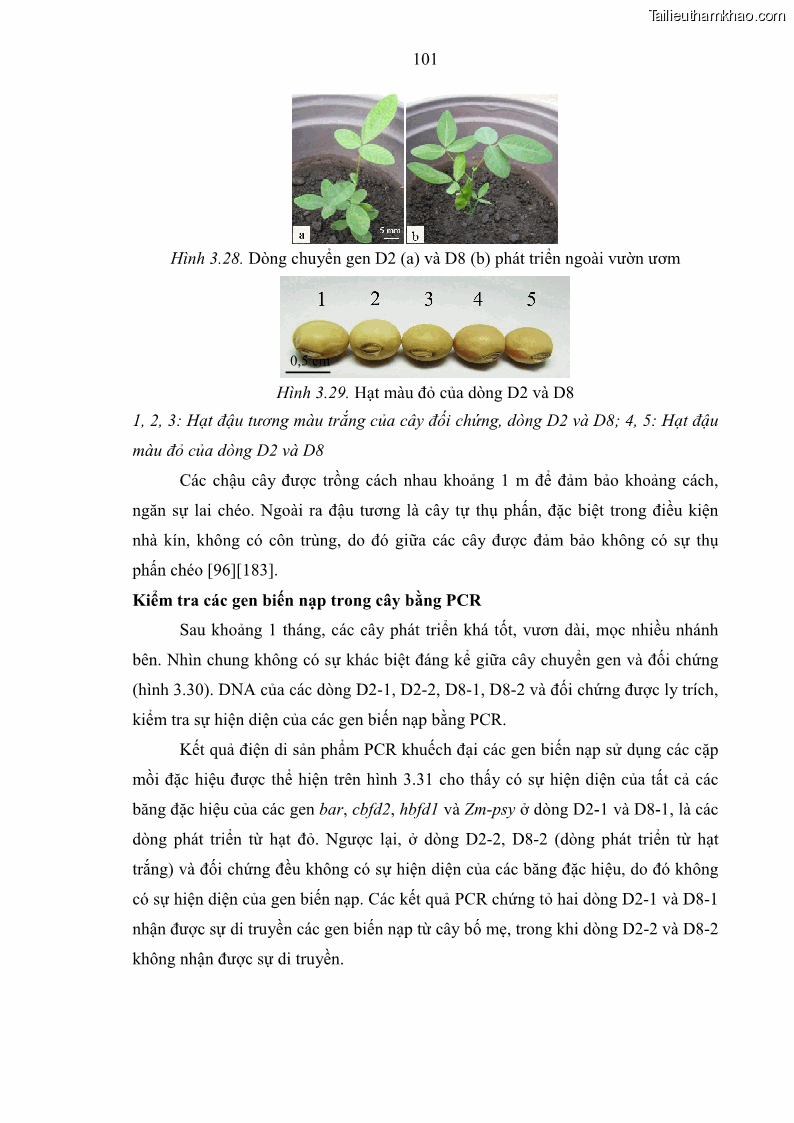 Luận án tiến sĩ công nghệ sinh học Nghiên cứu tạo cây đậu tương Glycine max L. biến đổi gen có khả năng tổng hợp astaxanthin chuyên biệt ở hạt - 15 Trang 113
