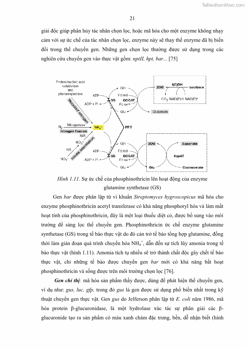 Luận án tiến sĩ công nghệ sinh học Nghiên cứu tạo cây đậu tương Glycine max L. biến đổi gen có khả năng tổng hợp astaxanthin chuyên biệt ở hạt - 5 Trang 33
