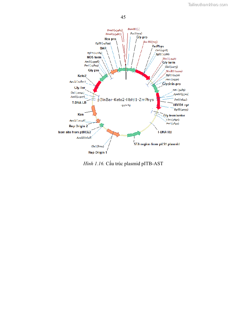 Luận án tiến sĩ công nghệ sinh học Nghiên cứu tạo cây đậu tương Glycine max L. biến đổi gen có khả năng tổng hợp astaxanthin chuyên biệt ở hạt - 8 Trang 57