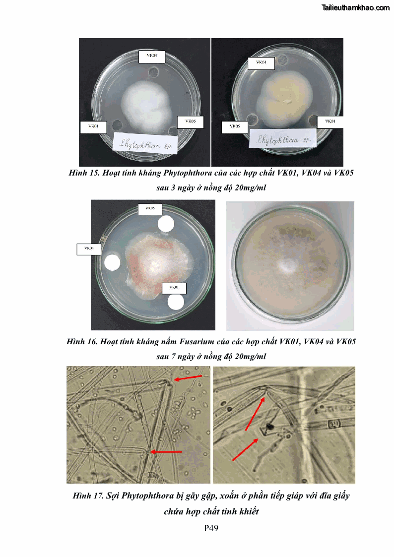 Luận án tiến sĩ công nghệ sinh học Tuyển chọn, nghiên cứu đặc tính kháng tác nhân gây bệnh và tạo chế phẩm phòng trừ bệnh rễ của các chủng vi khuẩn vùng rễ cây hồ tiêu Piper nigrum L. tại Tây Nguyên - 28 Trang 217