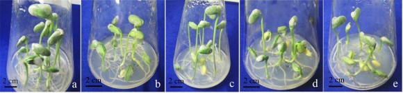 Hình 3 2 Hạt đậu tương HL 07 15 nảy mầm 5 ngày sau khi khử trùng a khí clo 1
