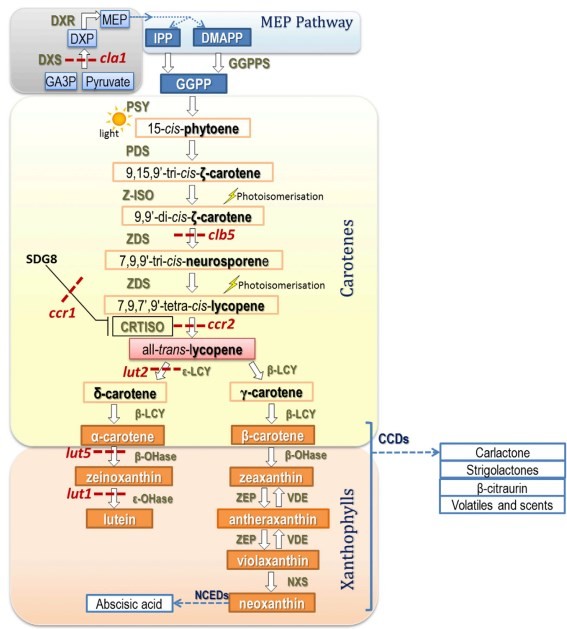 Hình 1 1 Sơ đồ con đường sinh tổng hợp carotenoid 19 Tích trữ carotenoid 1
