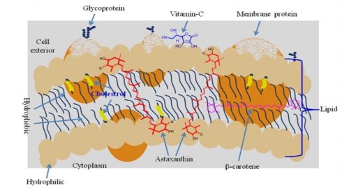 Hình 1 4 Vị trí của phân tử astaxanthin trong màng tế bào 40 Triệu Euro Ngoài 1