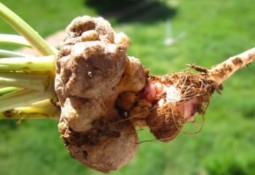 Hình 1 9 Vi khuẩn A tumefaciens bám trên bề mặt tế bào thực vật 71 Hình 1 10 10