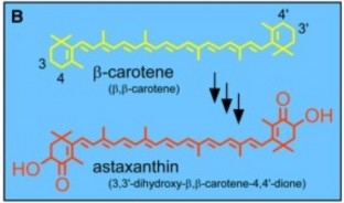 Hình 1 6 Con đường chuyển hoá tạo astaxanthin ở Adonis aestivalis 6 Một số sinh 4