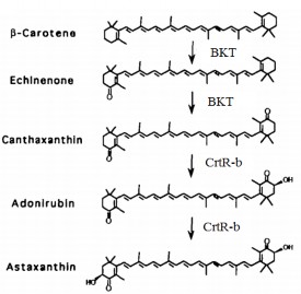 Haematococcus pluvialis Hình 1 7 Con đường tổng hợp astaxanthin ở một số loài 5