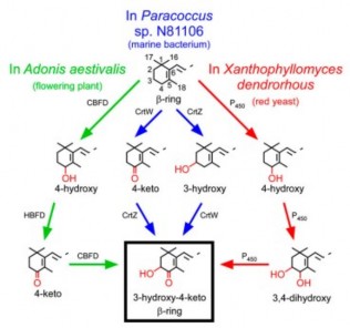 Haematococcus pluvialis Hình 1 7 Con đường tổng hợp astaxanthin ở một số loài 6