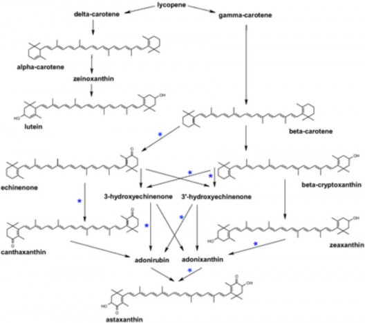Hình 1 8 Sơ đồ chuyển hóa tạo astaxanthin trên đậu tương khi được biến 8