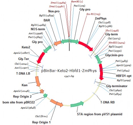Hình 1 16 Cấu trúc plasmid pITB AST CHƯƠNG 2 VẬT LIỆU VÀ PHƯƠNG PHÁP 2 1 1