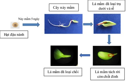 Hình 2 1 Sơ đồ các bước chuẩn bị mẫu đốt lá mầm Mẫu một nửa hạt 2
